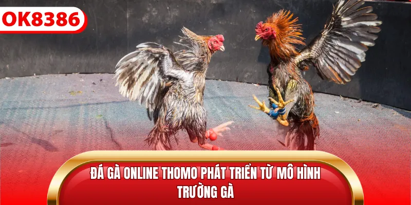 Đá gà online Thomo phát triển từ mô hình trường gà