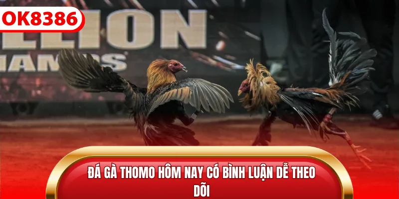 Đá gà Thomo hôm nay có bình luận dễ theo dõi
