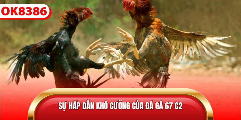 Sự hấp dẫn khó cưỡng của đá gà 67 C2